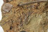 Ossified Dinosaur Tendons In Sandstone - Wyoming #227510-2
